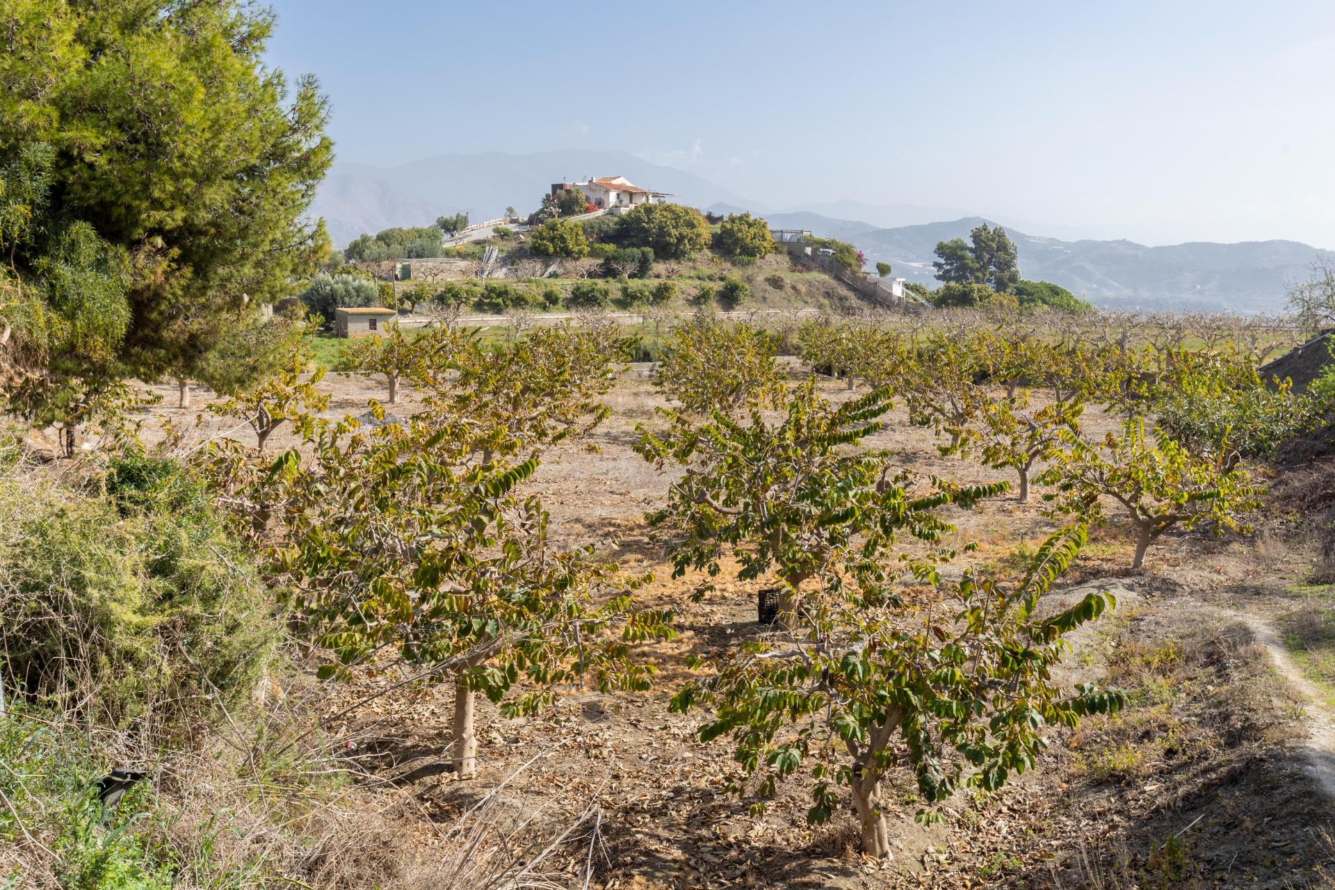 Cortijo